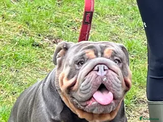 English Bulldog dogs Blue and Tan English Bulldog in Manchester - Advert 6