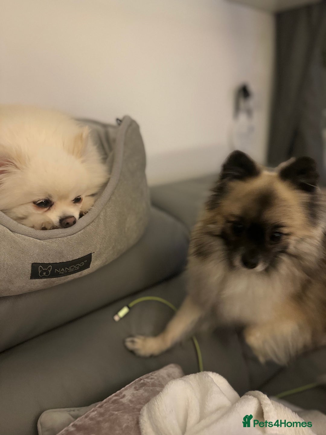 Pomeranian dogs for stud: 2kg, KC Registered, Proven, Pomeranian  in Cardiff - Advert 14