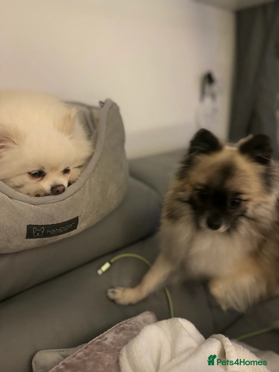 Pomeranian dogs for stud: 2kg, KC Registered, Proven, Pomeranian  in Cardiff - Advert 14