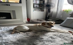 Labrador Retriever dogs for sale: Yellow Labrador Retriever  - Image 3