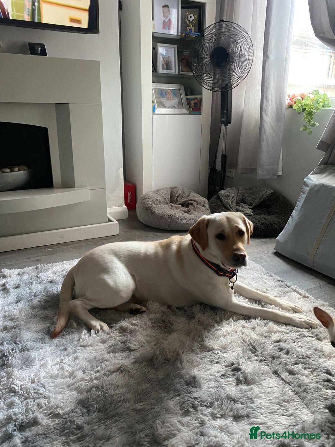 Labrador Retriever dogs for sale: Yellow Labrador Retriever  - Image 3