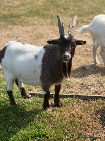 Goats livestock for sale - Advert 2