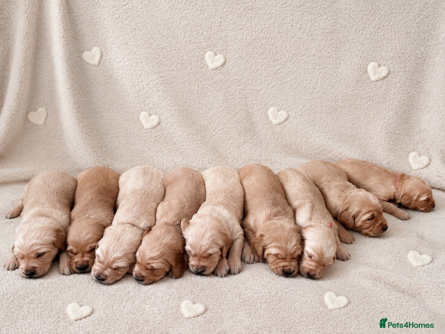 Golden Retriever dogs BEAUTIFUL GOLDEN RETRIEVER PUPPIES 🐾 - Advert 7