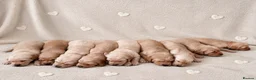 Golden Retriever dogs for sale: 5 GOLDEN RETRIEVERS READY NOW 🐾 - Advert 13