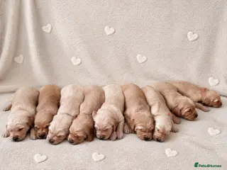 Golden Retriever dogs BEAUTIFUL GOLDEN RETRIEVER PUPPIES 🐾 - Advert 16