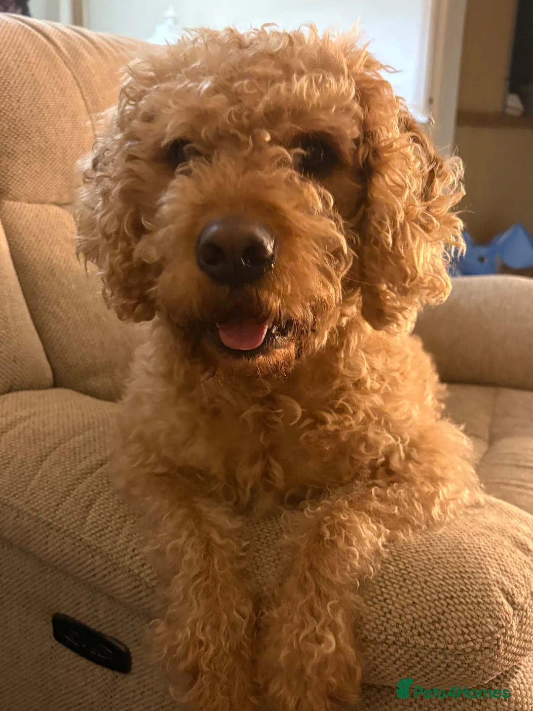 Labradoodle dogs for stud: *FOR STUD* Fox Red Labradoodle Bear- 4 years old.  - Advert 2