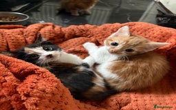 Aegean cats for sale: Aegean Kittens are looking for new home - Image 3