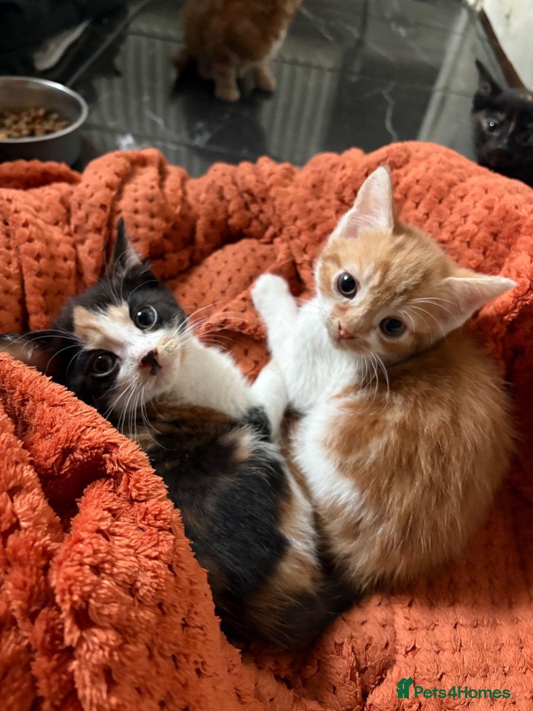 Aegean cats for sale: Aegean Kittens are looking for new home - Image 3
