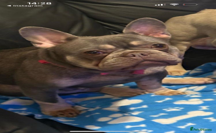 French Bulldog dogs - Advert 2