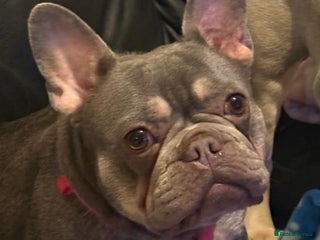 French Bulldog dogs - Advert 2