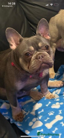 French Bulldog dogs - Advert 2