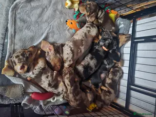 Miniature Dachshund dogs Adorable Miniature Dachshunds KC Registered Pups - Advert 1