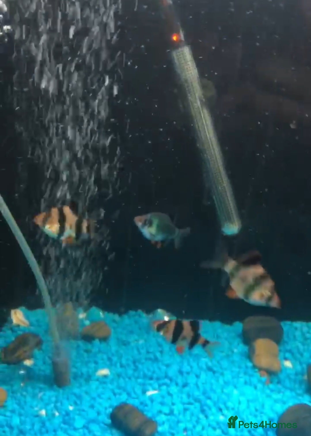 Barbs fish for sale: Barbs - Image 3