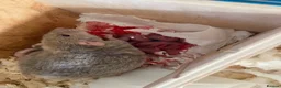 Rat rodents for sale: Baby Rats - Siamese x Russian Blue Double Rex in Woking - Advert 1