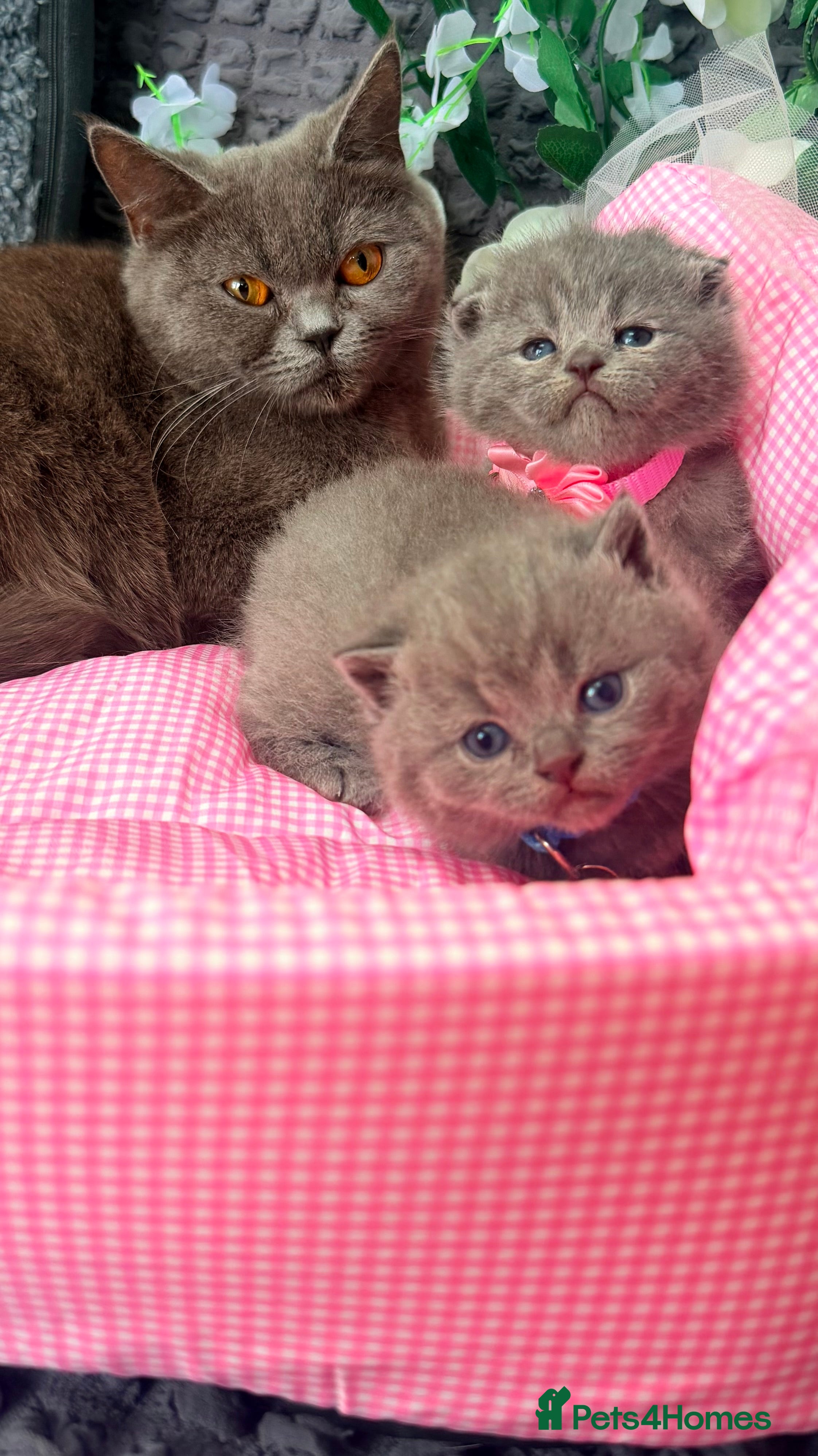 British Shorthair cats ❤️❤️❤️ Ready for booking.❤️❤️❤️ - Advert 1