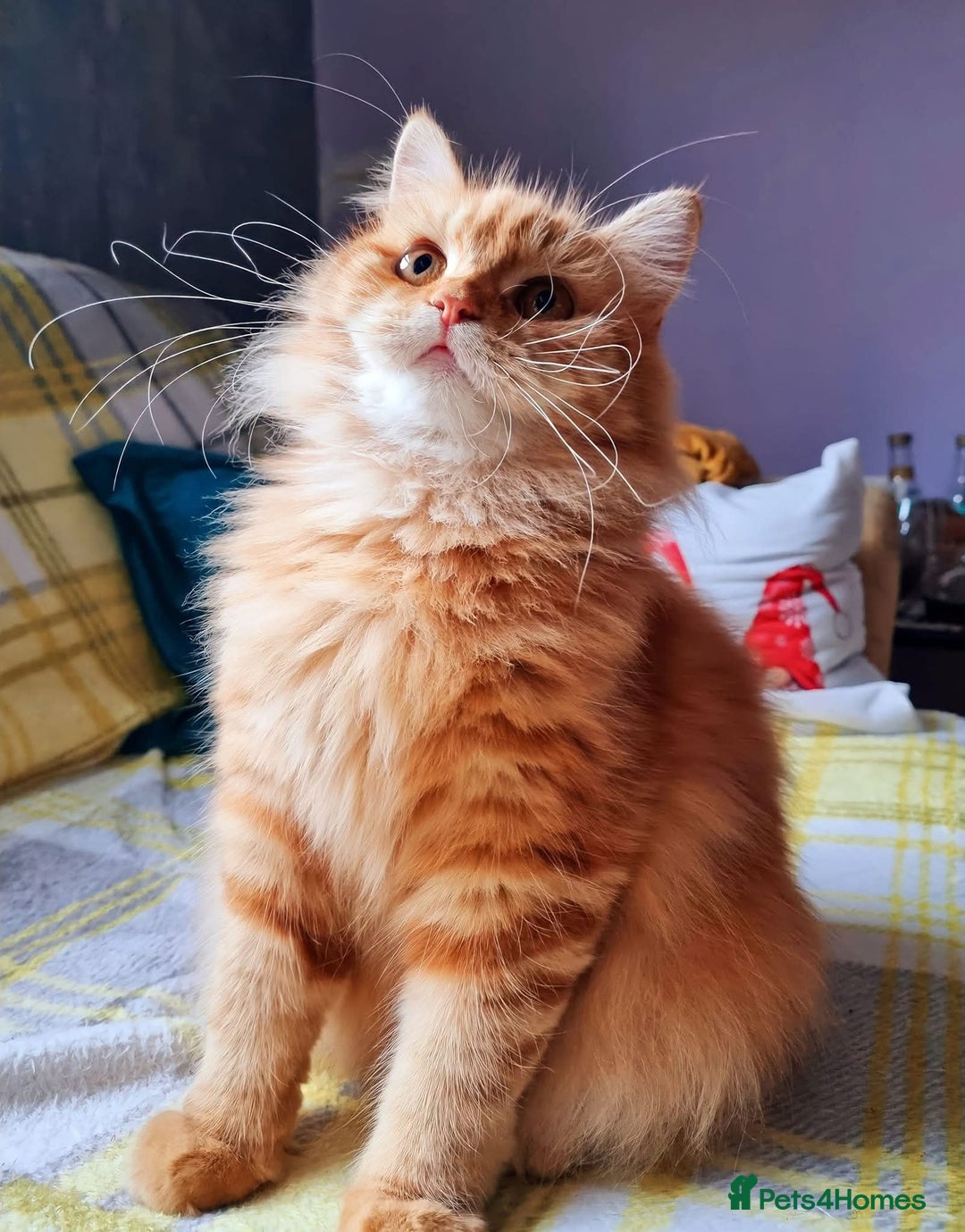 Scottish Fold cats for sale: Adorable Longhair & Shorthair Kittens- Prices Vary - Advert 2