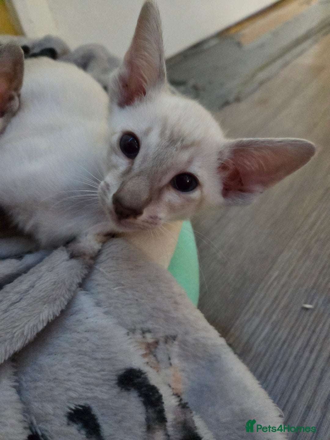 Siamese cats for sale: Siamese and Oriental Kittens  - Image 3