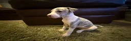Whippet dogs for sale: KC Registered Whippet Puppies – Home Reared, - Advert 13