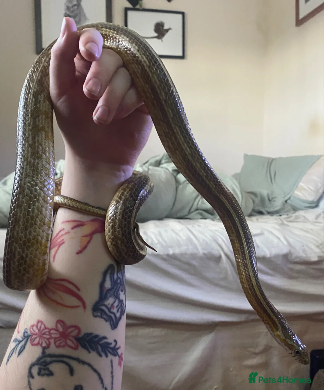 Gecko reptiles for sale: Mix of reptiles  - Advert 2