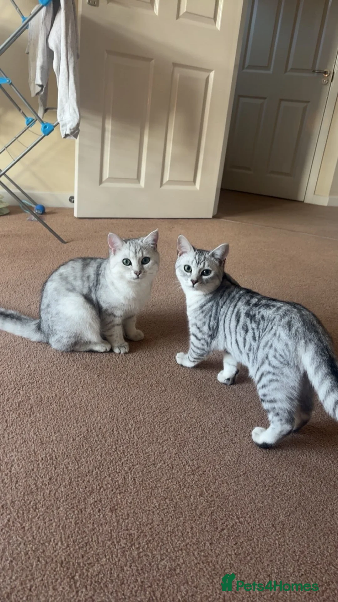 Mixed Breed cats for sale: Persian x Ragdoll kittens - Advert 4