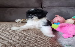 Cockapoo dogs for sale: Fully Vaccinated Best Friend Sofa Companions 🥰   - Image 23