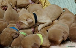 Labrador Retriever dogs for sale: KC Fox Red Labrador Pups *Ready for home 20/12/25* - Image 11