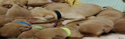 Labrador Retriever dogs for sale: KC Fox Red Labrador Pups **PUPS NOW ALL RESERVED** - Advert 11