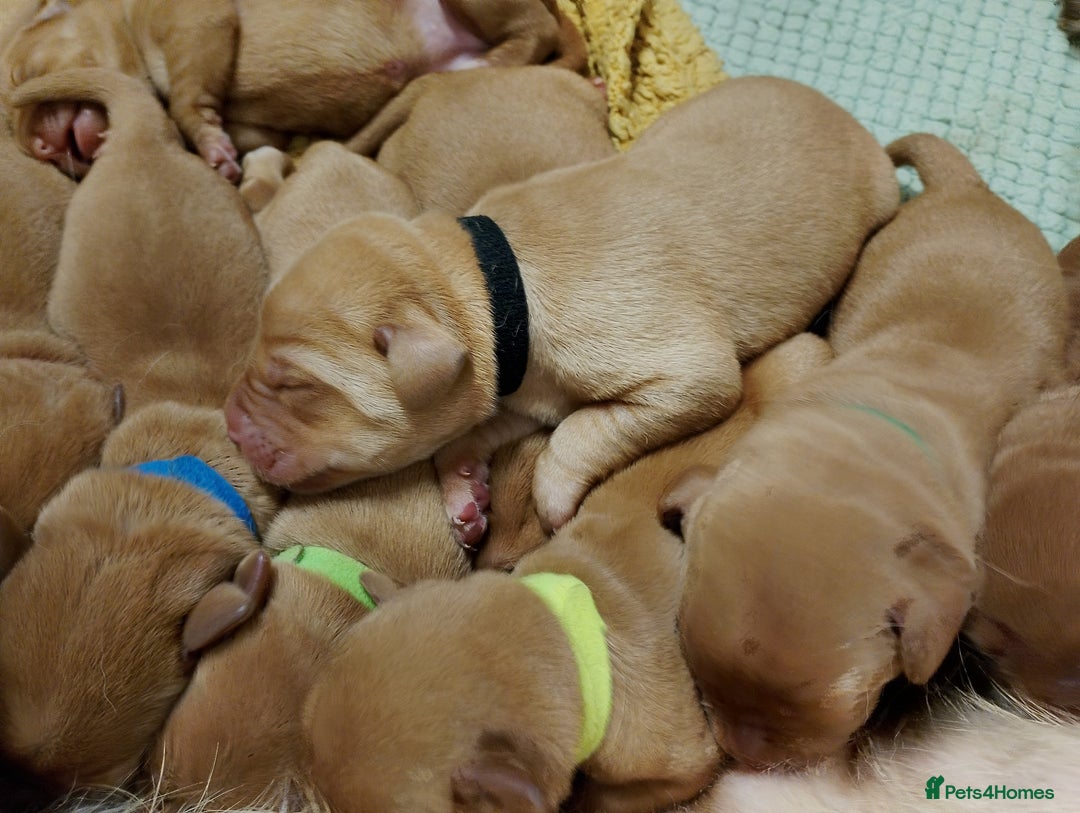 Labrador Retriever dogs for sale: KC Fox Red Labrador Pups *Ready for home 20/12/25* - Image 11