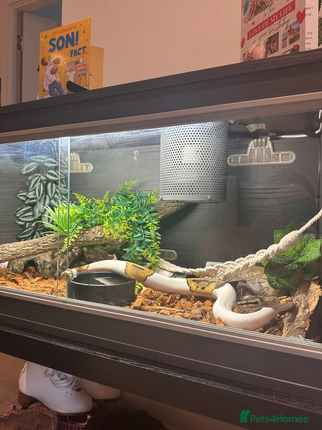 Python Snake reptiles for sale: Female Pied Ball python  - Advert 3