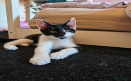 Maine Coon cats for sale: Maine Coon Cross All Ready To Go Now - Image 30