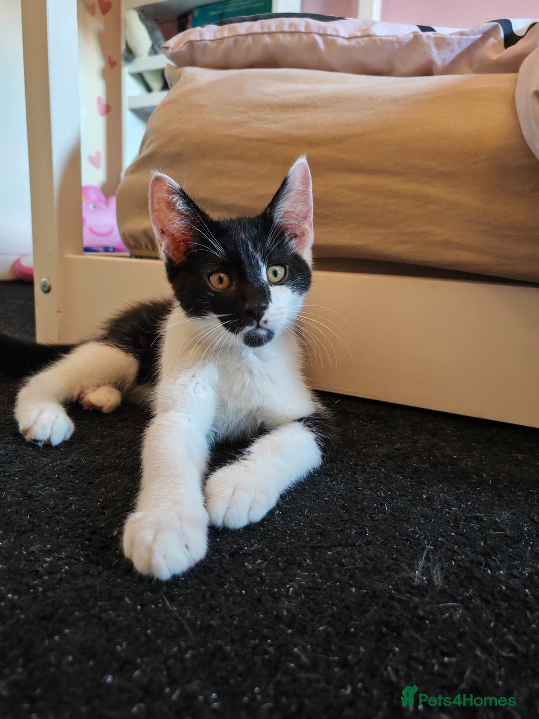 Maine Coon cats for sale: Maine Coon Cross All Ready To Go Now - Image 30