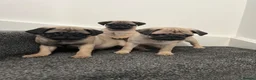 Pug dogs for sale: Pug puppies 🐶.  - Advert 8
