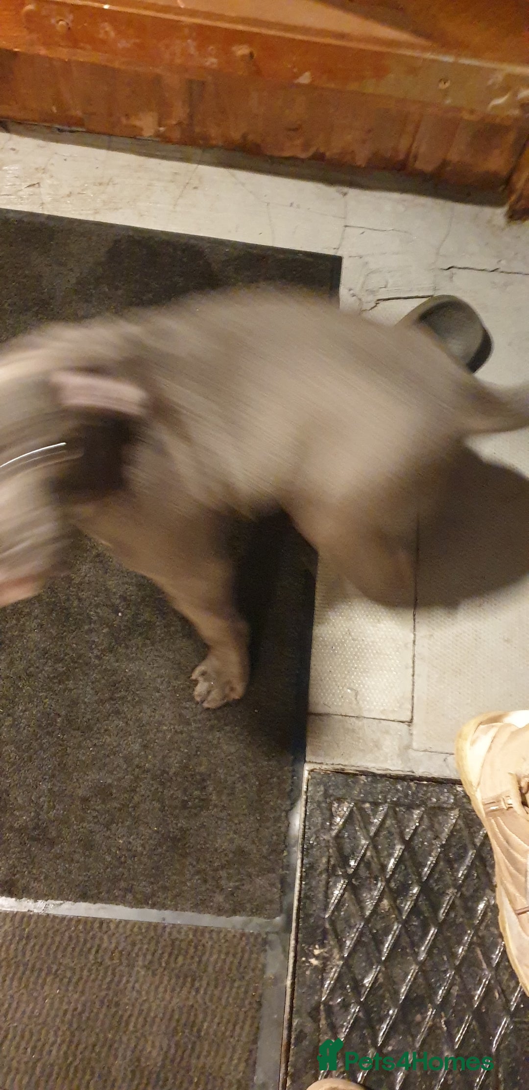 Staffordshire Bull Terrier dogs for sale: blue Staffordshire bull terrier puppy  - Advert 3