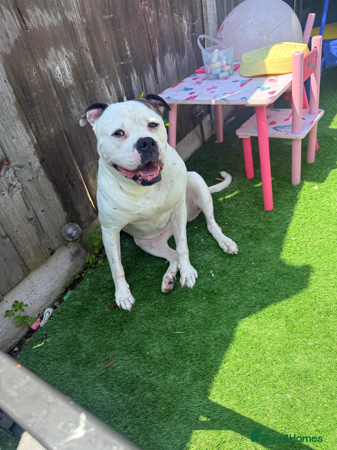 American Bulldog dogs for sale: One year old American bulldog boy  - Advert 2
