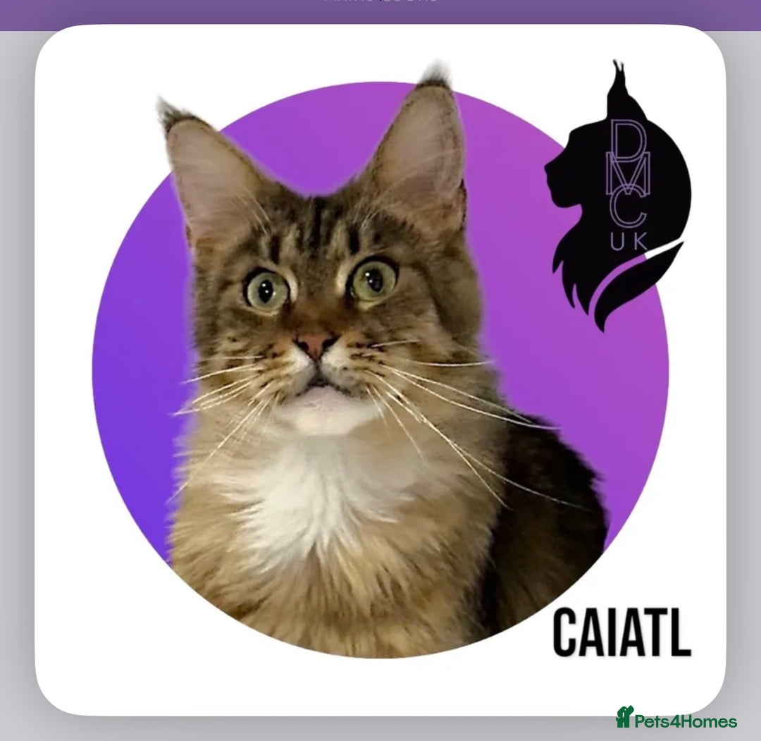 Maine Coon cats for sale: Ready for  22nd December - Advert 4