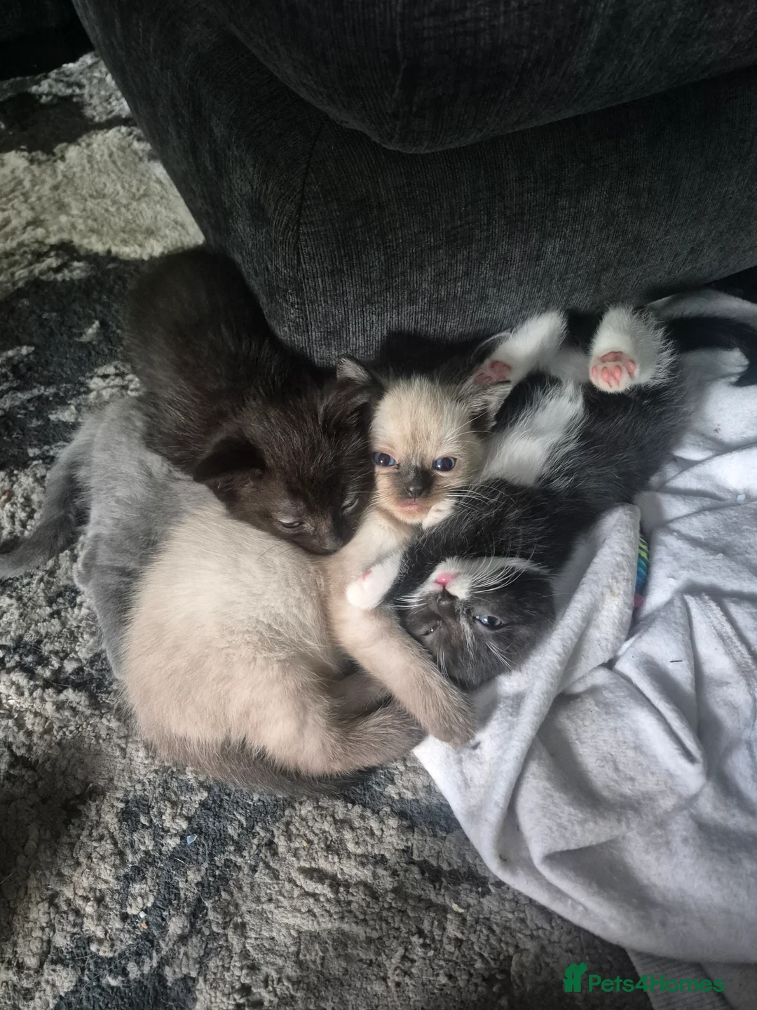 Ragdoll cats for sale: I have 4 beautifull Kittens available  - Advert 2