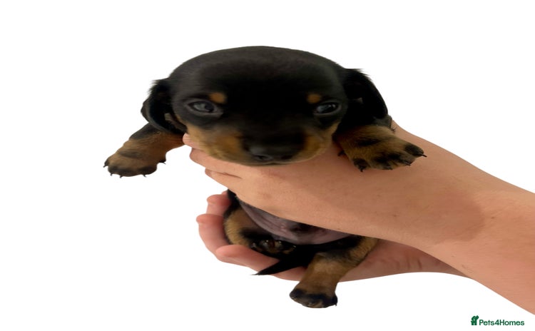 Miniature Dachshund dogs Miniature Dachshund Puppy Gorgeous Black & Tan Boy - Advert 1