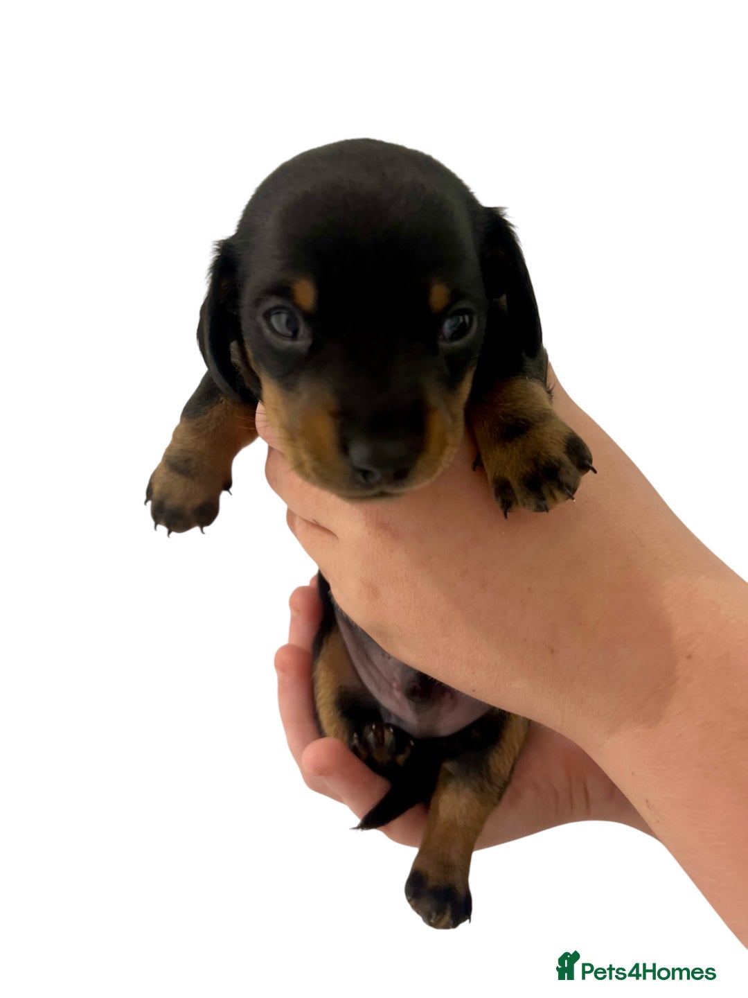 Miniature Dachshund dogs for sale: RESERVED Miniature Dachshund Puppy Black & Tan Boy - Advert 1