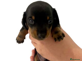 Miniature Dachshund dogs RESERVED Miniature Dachshund Puppy Black & Tan Boy - Advert 18