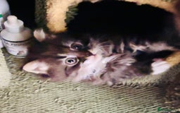Scottish Fold cats for sale: Scotich fold long hair  - Image 14