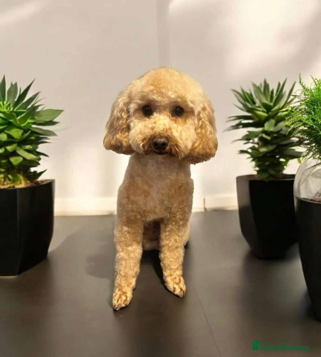 Toy Poodle dogs for stud: Male toy poodle - Image 2