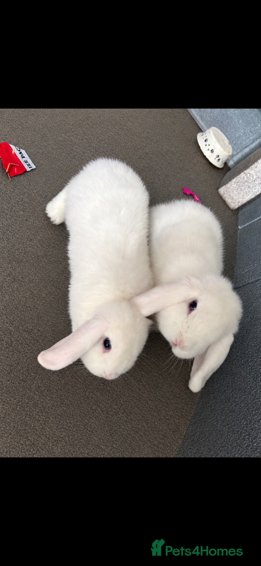 Mini Lop rabbits Mini lops - Advert 2