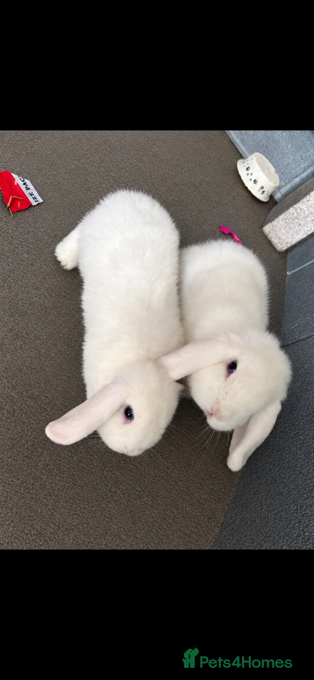 Mini Lop rabbits for sale: Mini lops - Advert 1