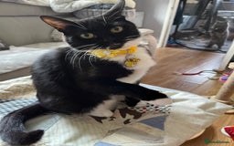Mixed Breed cats for sale: Mother cat & her kittens wanting homes  - Image 7