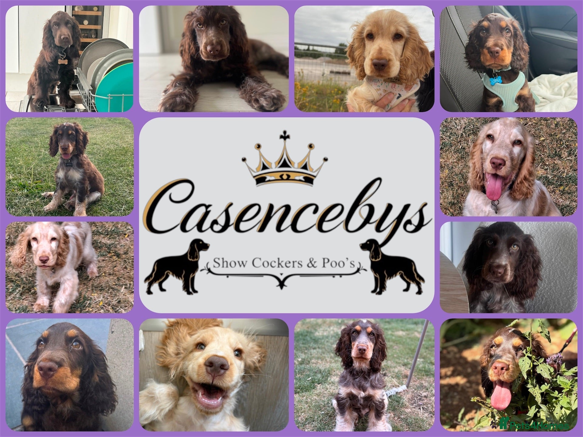 Cocker Spaniel dogs ❤️WAITING LIST BACK OPEN❤️ - Advert 1