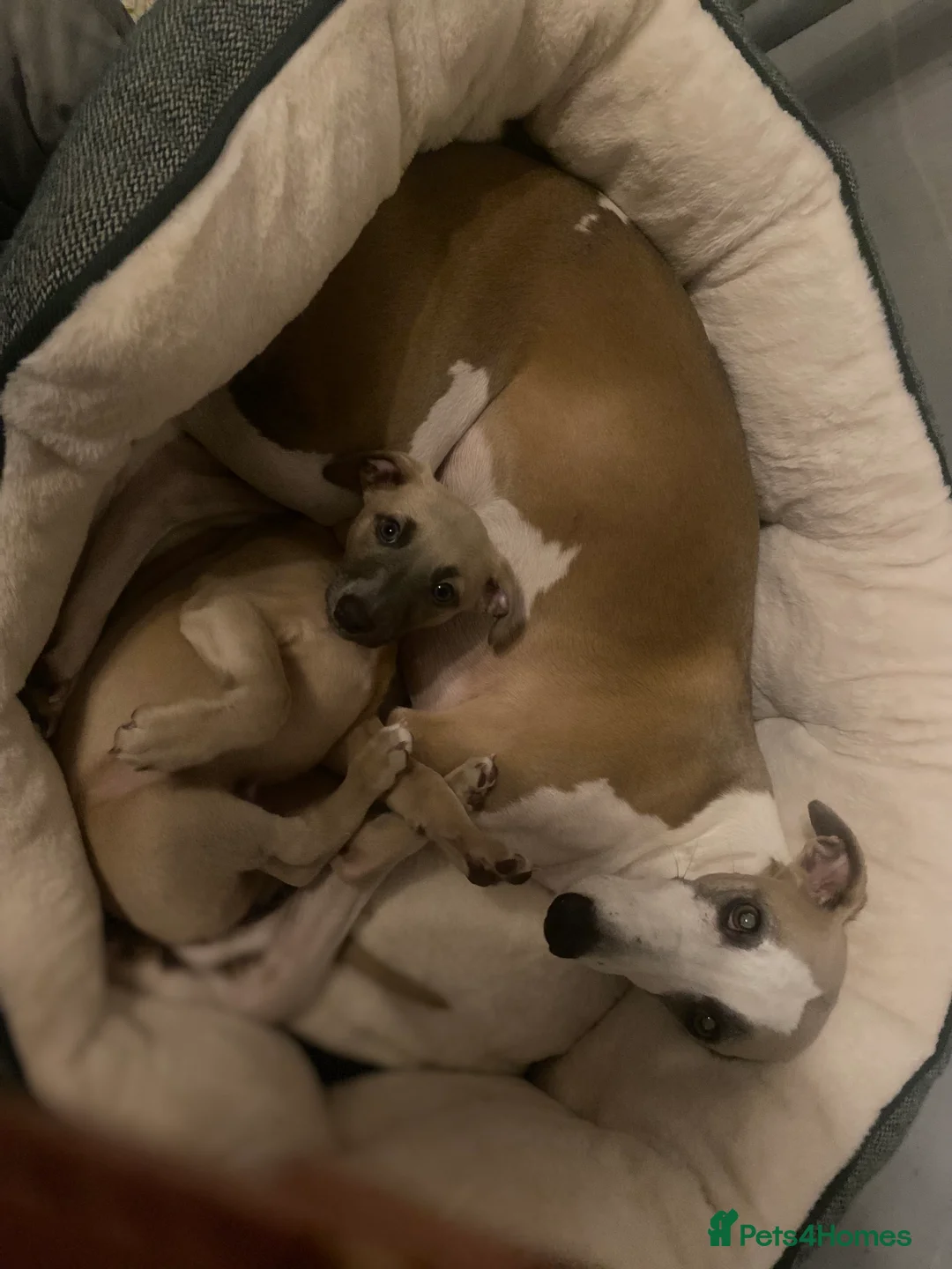 Whippet dogs for sale: SOLD -Male whippet puppy - Advert 16