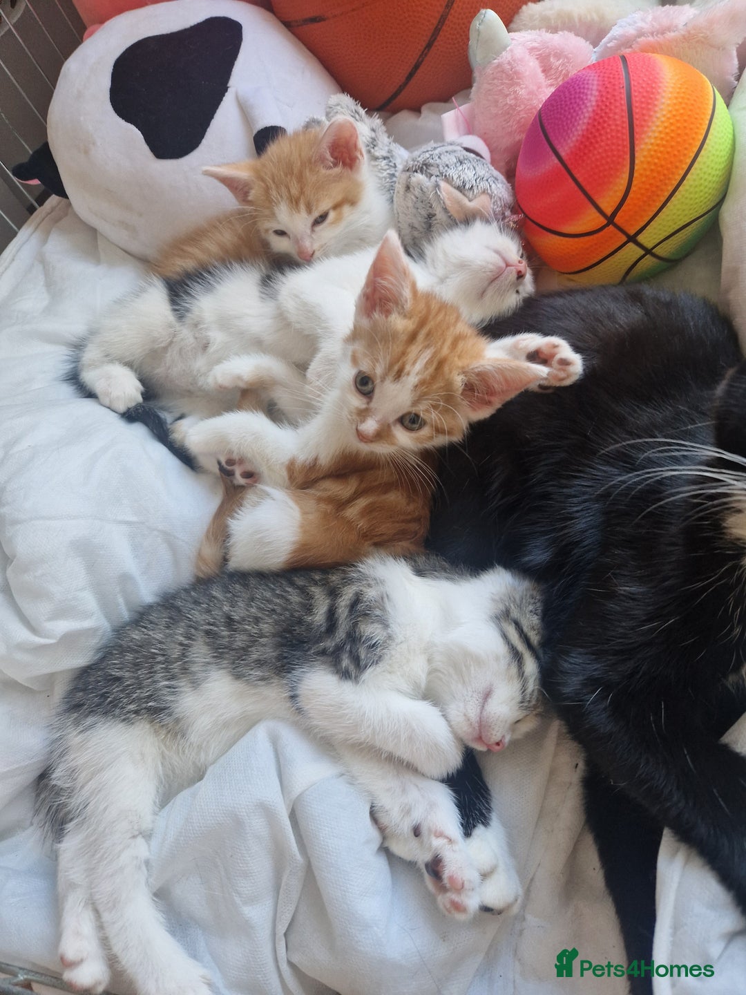 British Shorthair cats for sale: Six Gorgeous Kittens Available From Next Week - Image 1