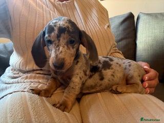 Miniature Dachshund dogs Miniature dachshund puppies for sale - Advert 7