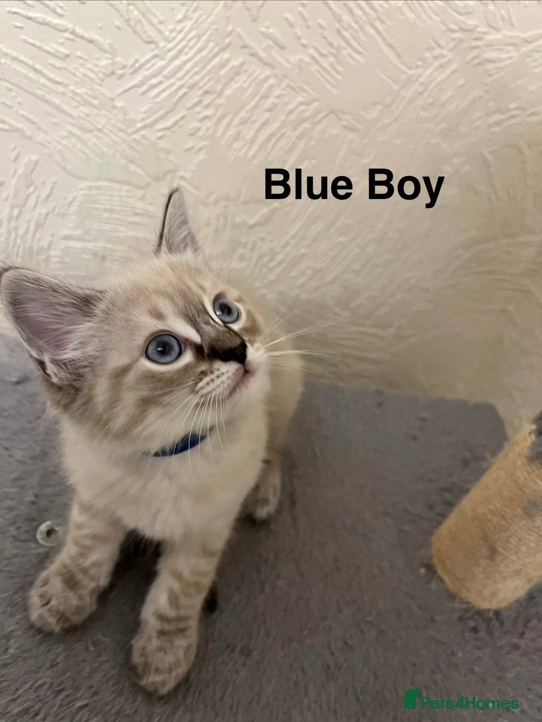 Ragdoll cats for sale: ❤️5 Beautiful Pure Ragdoll Kittens❗️❤️🐈 - Advert 28