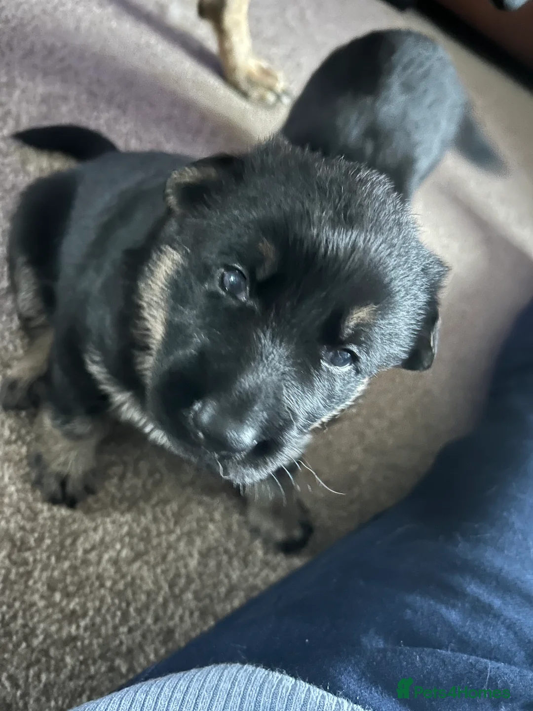 German Shepherd dogs for sale: 2 KC registered German shepherd girls for sale - Advert 7